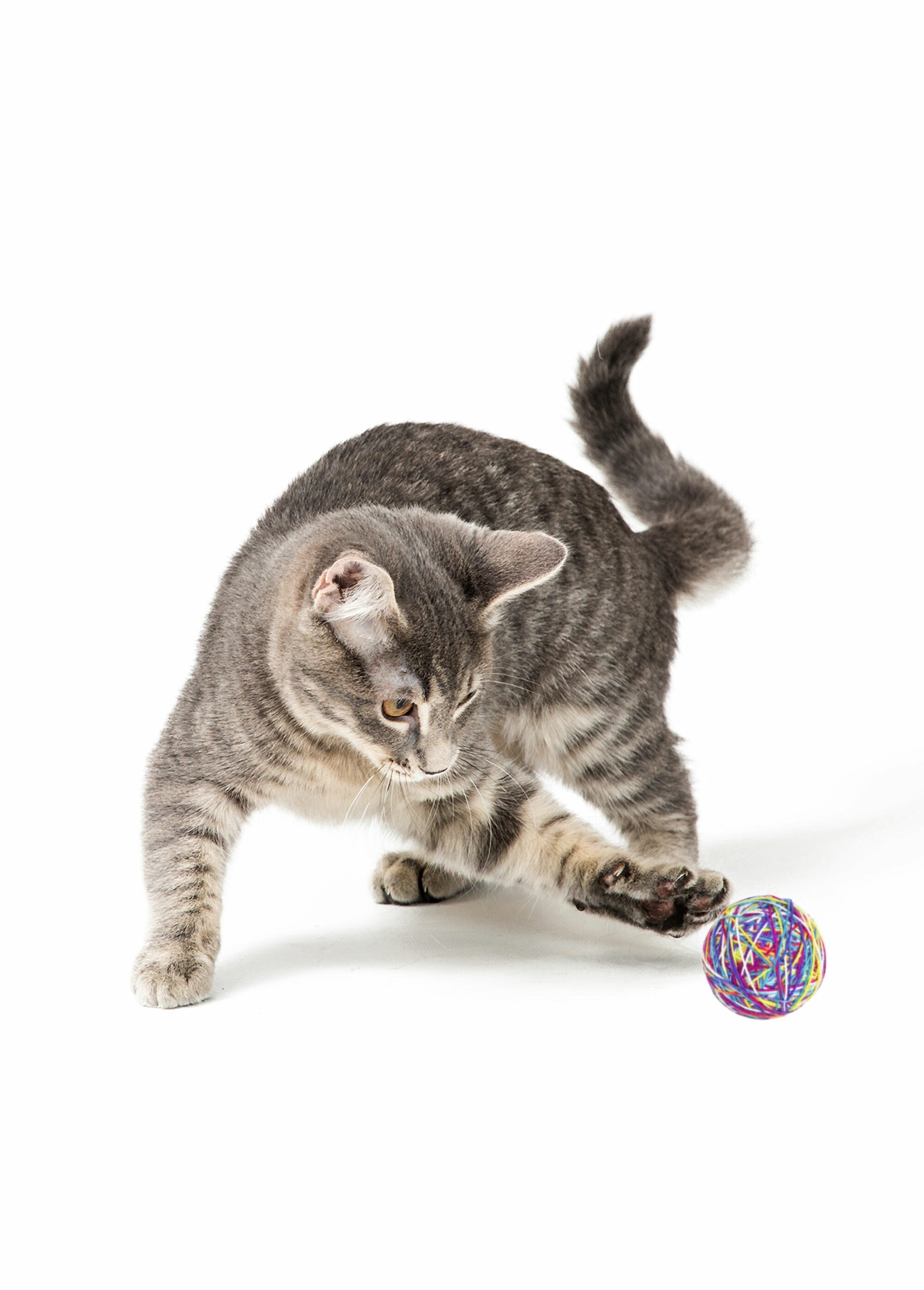 Juguete_de_lana_para_gatos_Púrpura_DE1_slim